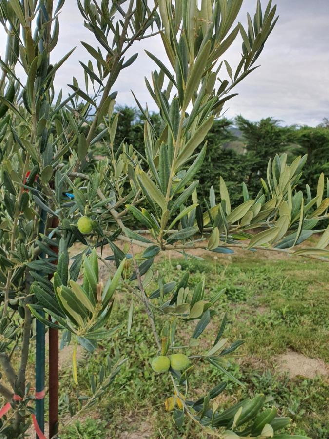Astei Nekazalturismoa Gospodarstwo agroturystyczne