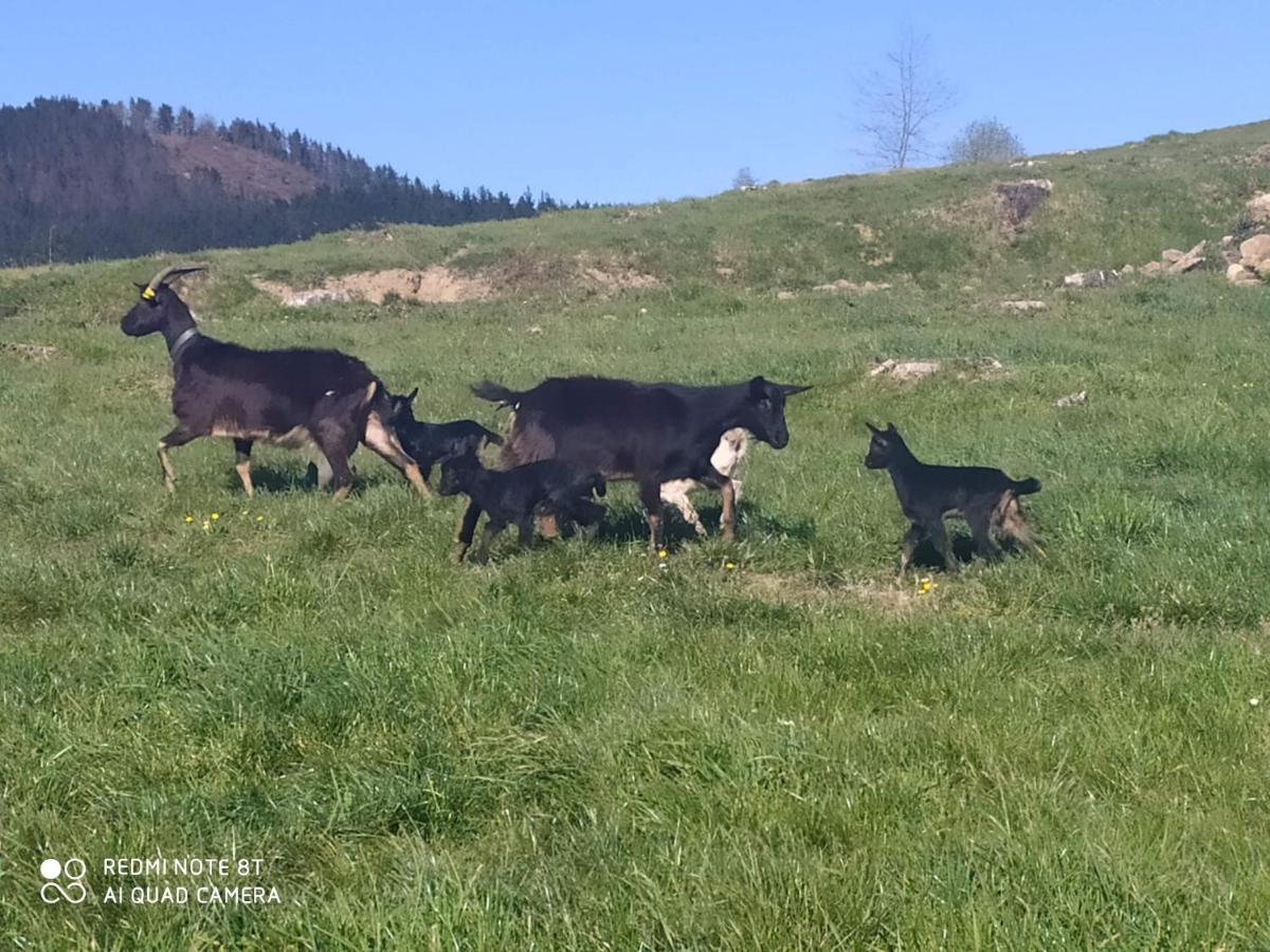 Astei Nekazalturismoa Agroturismo